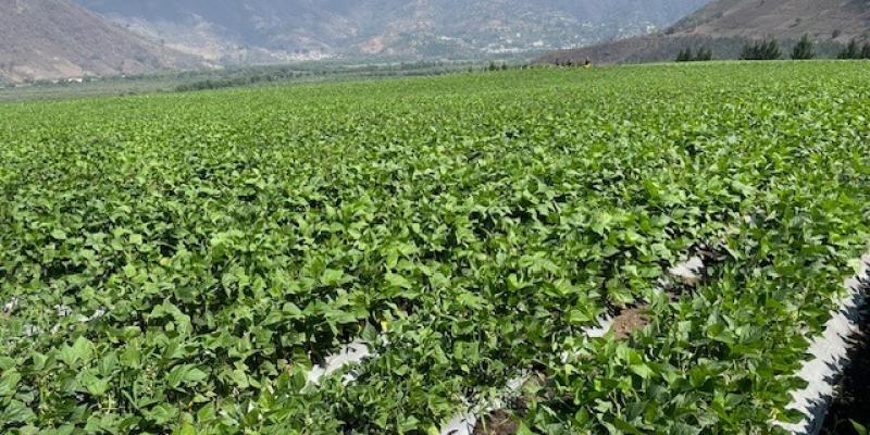 Guatemala se posiciona como exportador de productos orgánicos