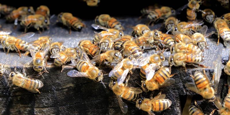 Hemos exportado miel de abeja por más de Q2.2 millones