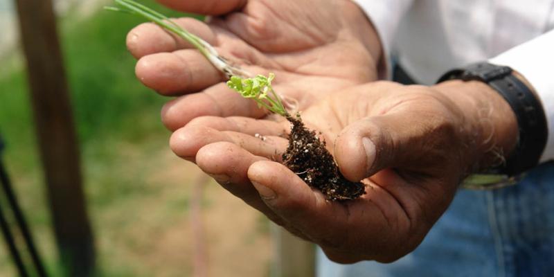 Impulsan proyectos agrícolas con sostenibilidad ambiental en Alta Verapaz