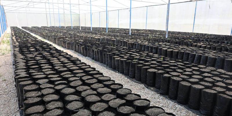 Innovan invernadero y esperan producir 17 mil plantas de limón