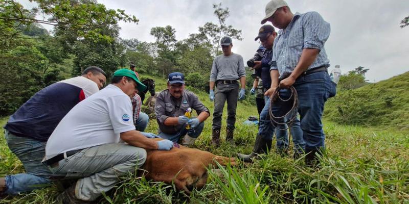 Las cuatro acciones clave para prevenir y controlar el Gusano Barrenador del Ganado