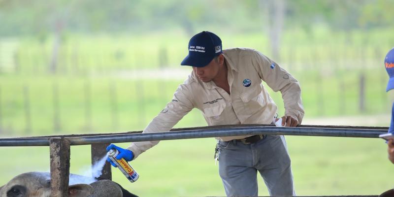 Lucha contra el Gusano Barrenador implica un esfuerzo regional