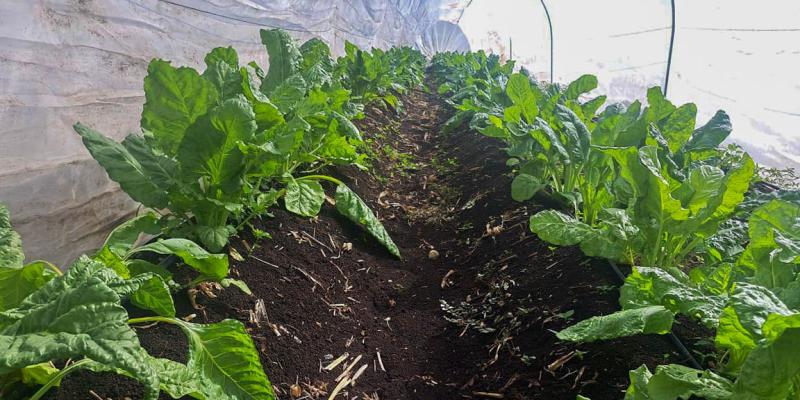 Productores de Petén reciben apoyo técnico para mejorar cultivos