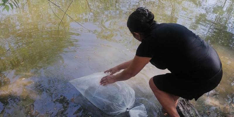 Productores peteneros reciben alevines de tilapia