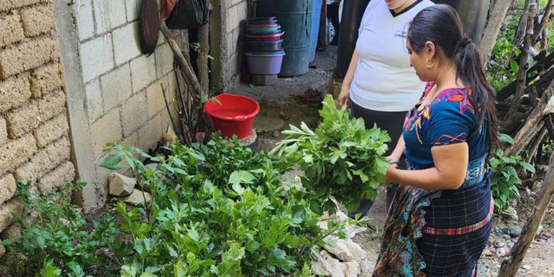 Se apoyan los emprendimientos agrícolas de Chuarrancho