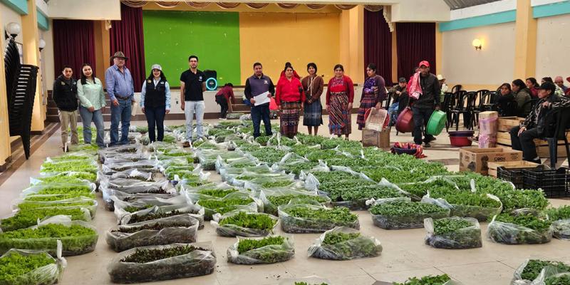 Quetzaltenango: entregan 275 mil pilones de hortalizas para huertos familiares