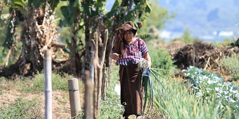 Producción sostenible y leña para el hogar: ventajas del cultivo en callejón