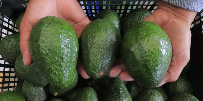 Avanza plan operativo para exportar aguacate Hass a EE.UU.