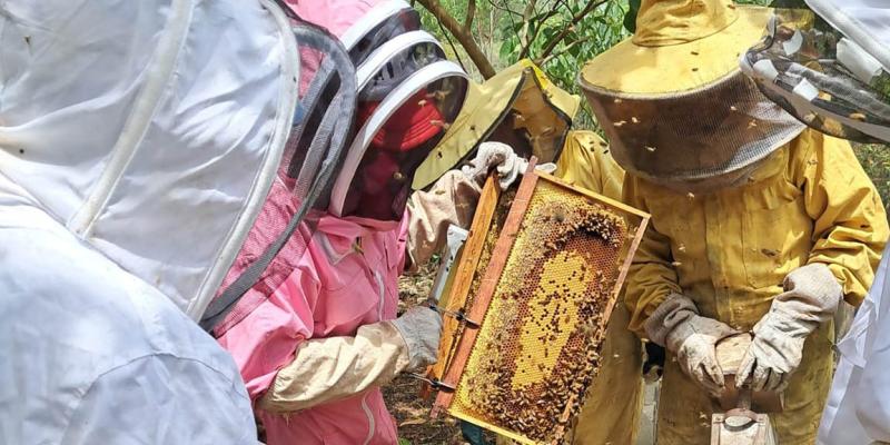 Avanza el IV Diplomado en Apicultura Tropical