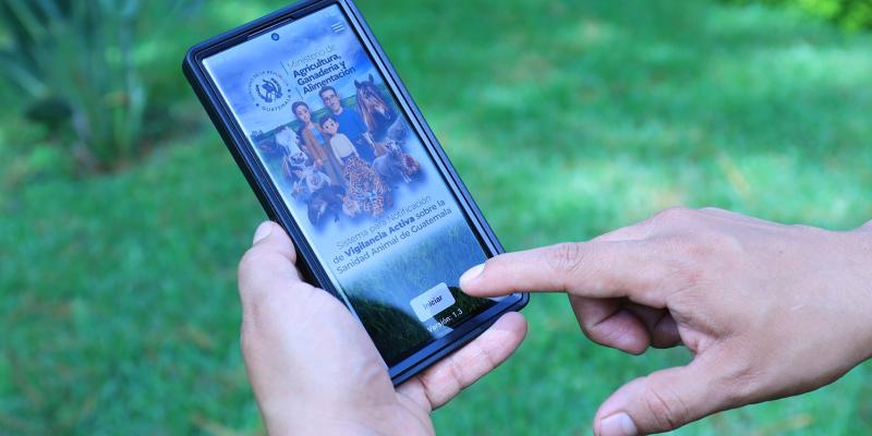 Conozca los cinco pasos para notificar casos de gusano barrenador en la app DSA GT