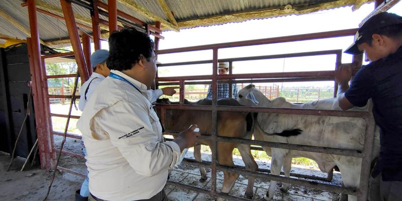 Continúan las acciones de combate y erradicación del Gusano Barrenador del Ganado