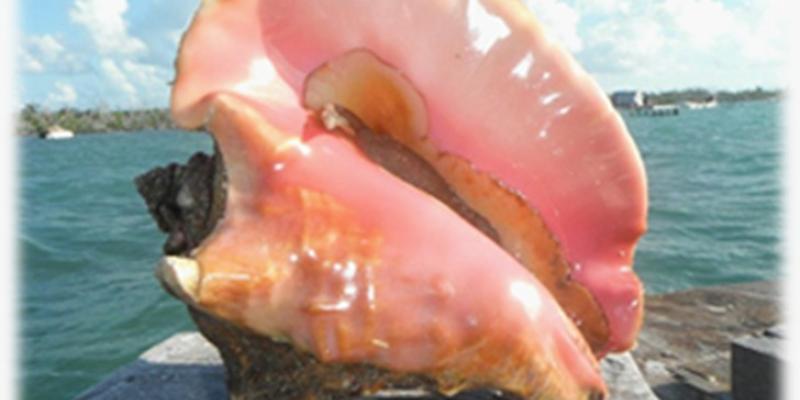 Declaran veda de caracol reina y de camarones en el Caribe 