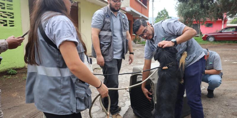 Decomisan 3 caninos en Quetzaltenango por no garantizar su bienestar animal 