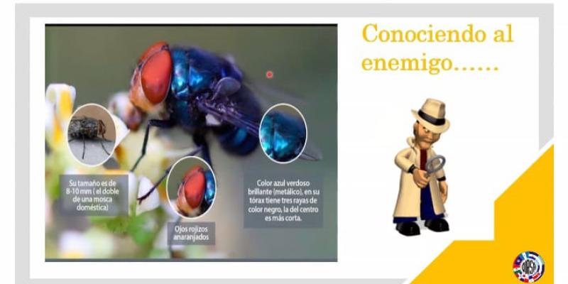 Destacan acciones que Guatemala realiza por el Gusano Barrenador del Ganado