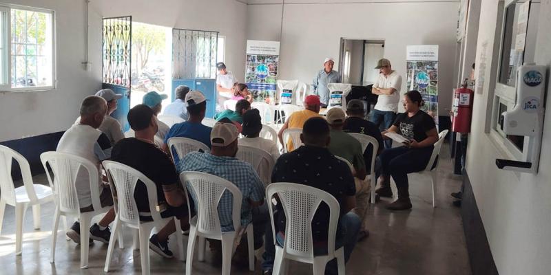 En Zacapa impulsan cultivo de maíz con mejor adaptación y calidad de planta 