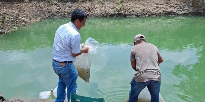 Fortalecen seguridad alimentaria con entrega de alevines
