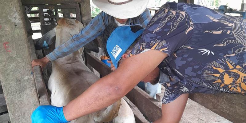 Ganaderos de Sayaxché reciben asistencia técnica previo a la Expo Ganadera