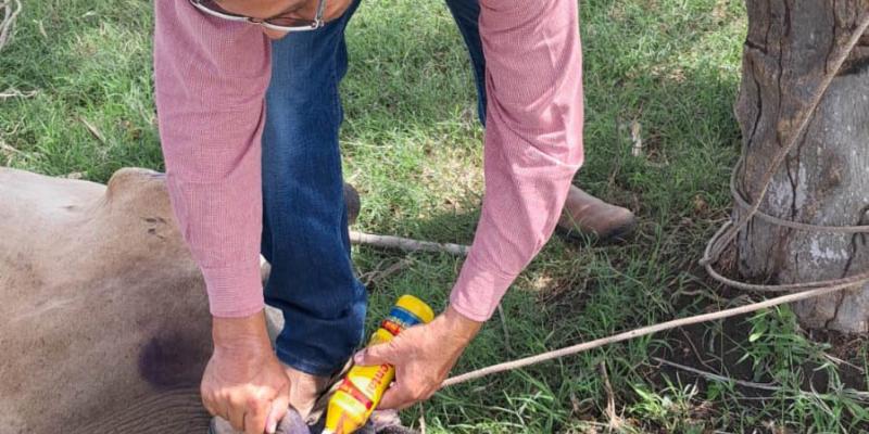 Gracias a la nueva aplicación DSA GT se atiende caso de gusanera en Retalhuleu 