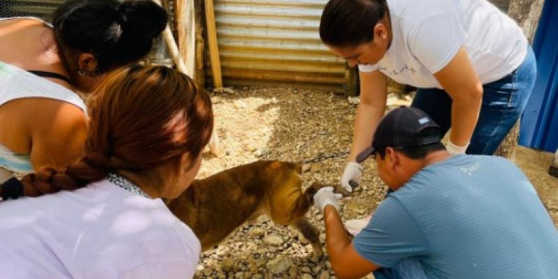 Atienden caso de gusano barrenador en aldea petenera