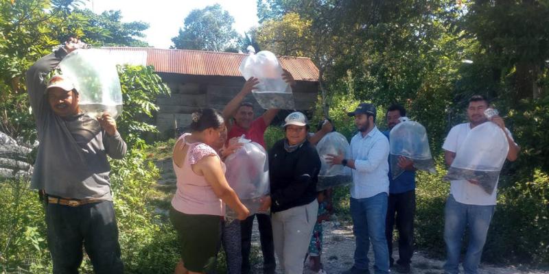 Impulsan la acuicultura en Petén al entregar más de 73 mil alevines de tilapia