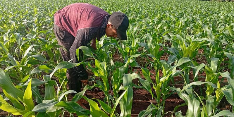 Monitorean plantaciones demostrativas de maíz en Retalhuleu