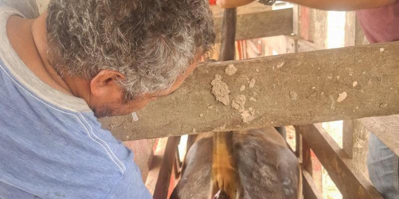 Monitorean sanidad animal en Poptún