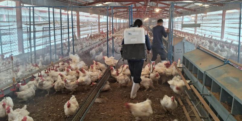 Protegidas más de 15 millones de aves contra la influenza aviar