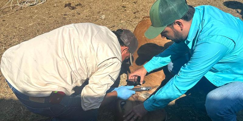 Puestos de control e inspección han revisado 96 mil animales por Gusano Barrenador