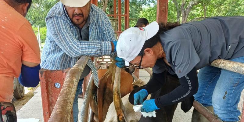 Realizan muestreo para detección de brucelosis en bovinos de Zacapa
