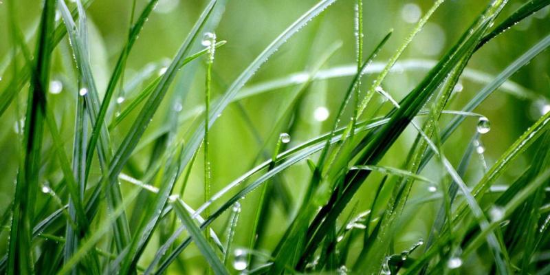 Se emite alerta agropecuaria  y recomendaciones por lluvias