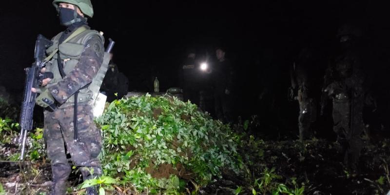 Ejército de Guatemala erradicó 100 mil matas de hoja de coca en Petén.