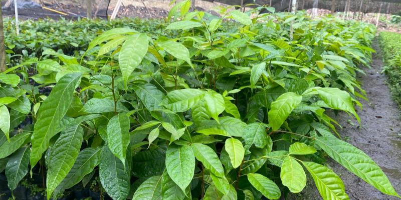 Producidas más de 109 mil plantas forestales en viveros de Petén