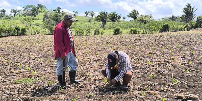 Asistencia técnica impulsa el rendimiento de parcelas de maíz en Melchor de Mencos