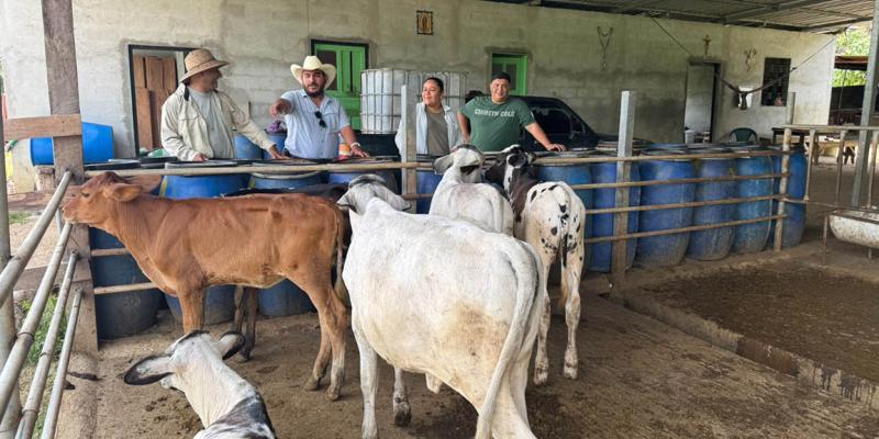 Avanza proceso por una ganadería sostenible en Petén