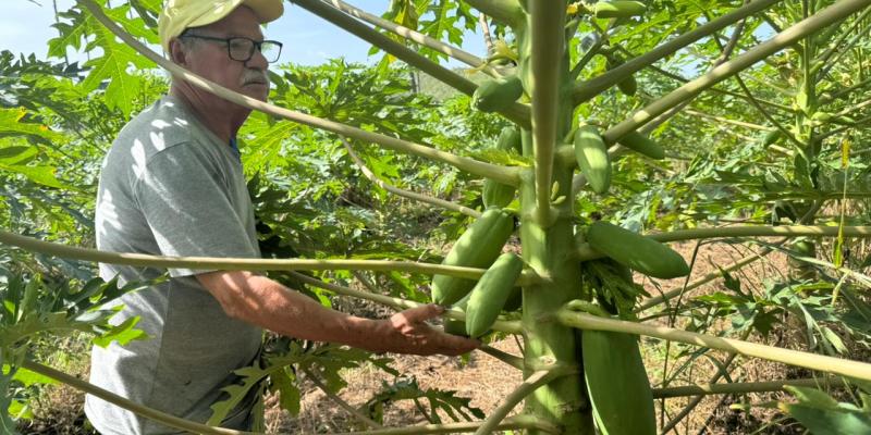 Brindan asistencia técnica a productor de frutales de Machaquilá