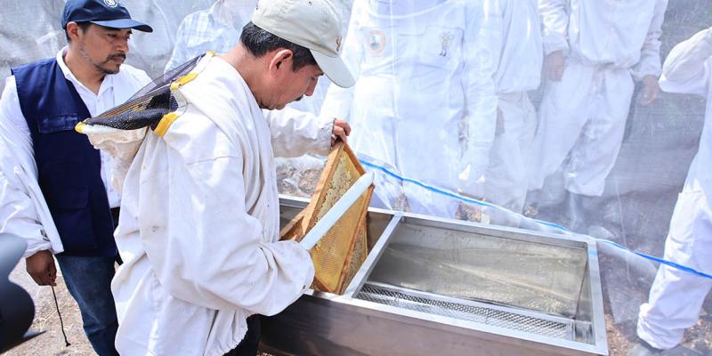 Cosechar miel: un oficio rentable y clave para el desarrollo rural