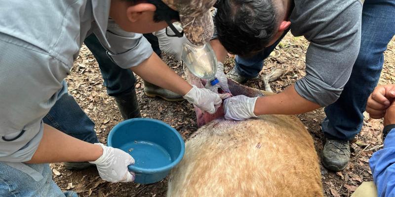 Destacan acciones claves para combatir el Gusano Barrenador