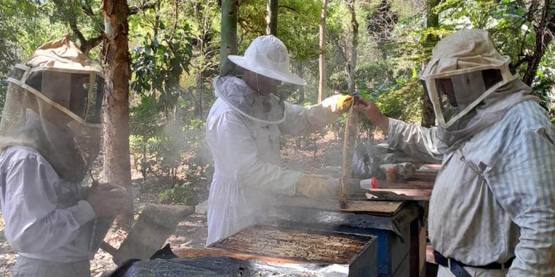 Emitidos 352 registros apícolas a nivel nacional