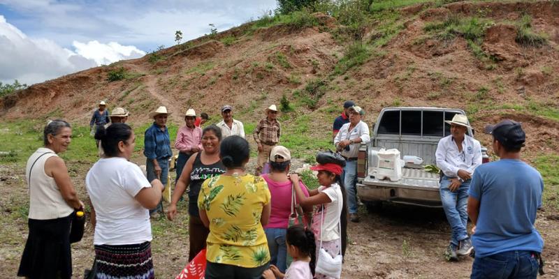 En Zacapa cuidan la calidad y buen desarrollo del cultivo de maíz