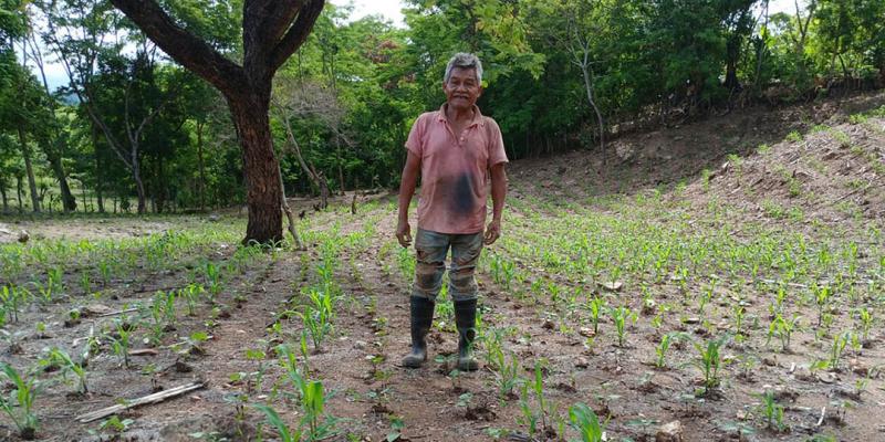 Evaluaran variante de frijol en parcela experimental