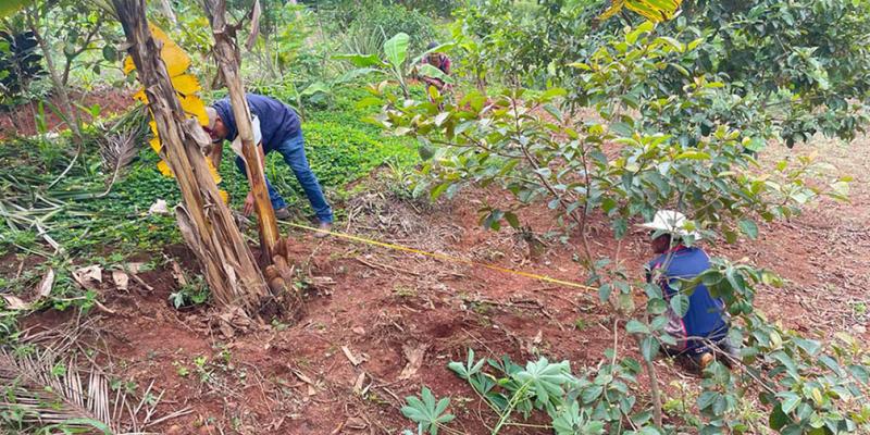 Fortalecen producción agrícola con sistema de riego por goteo 