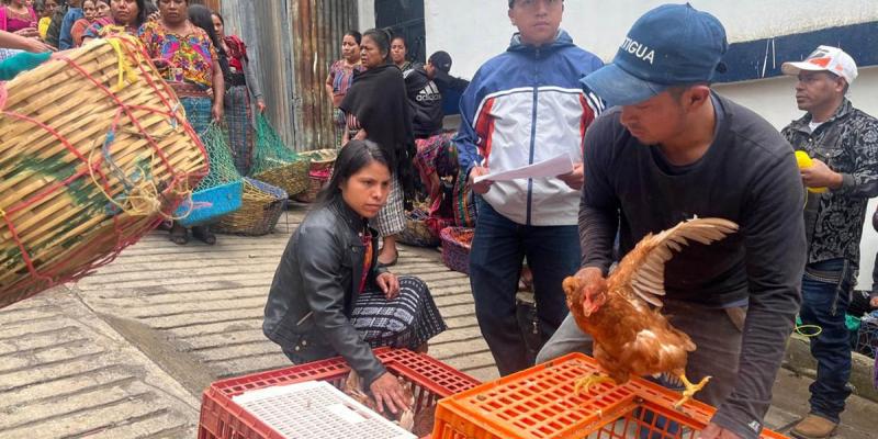 Fortalecen producción avícola de Quiché con entrega de gallinas ponedoras 