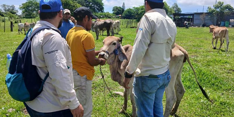 Guatemala intensifica control sanitario en prevención del Gusano Barrenador