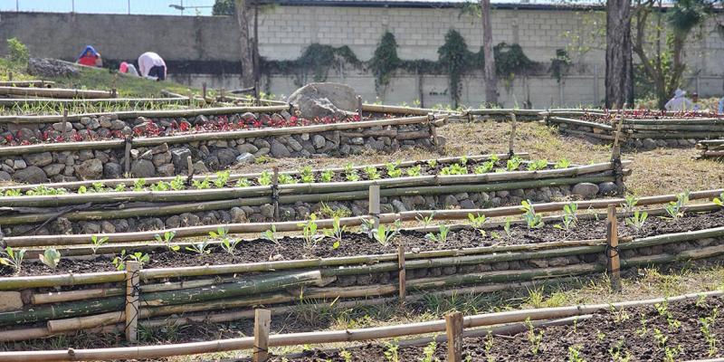 Implementados más de cinco mil huertos en el país 