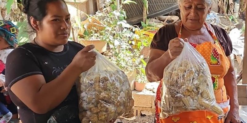 Impulsan cultivo de hongo ostra como alternativa nutritiva