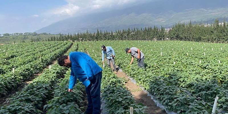 Inspeccionan cultivos orgánicos de ejote y espárragos de Sacatepéquez