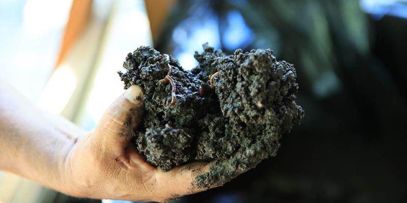 Opciones de abonos orgánicos para los tipos de suelos en Guatemala