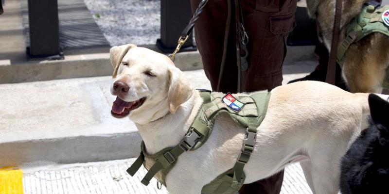 Porque ellos también lo merecen: nuevos espacios para binomios caninos