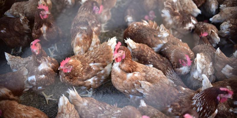 Realizadas más de 27 mil pruebas de laboratorio para la protección aviar