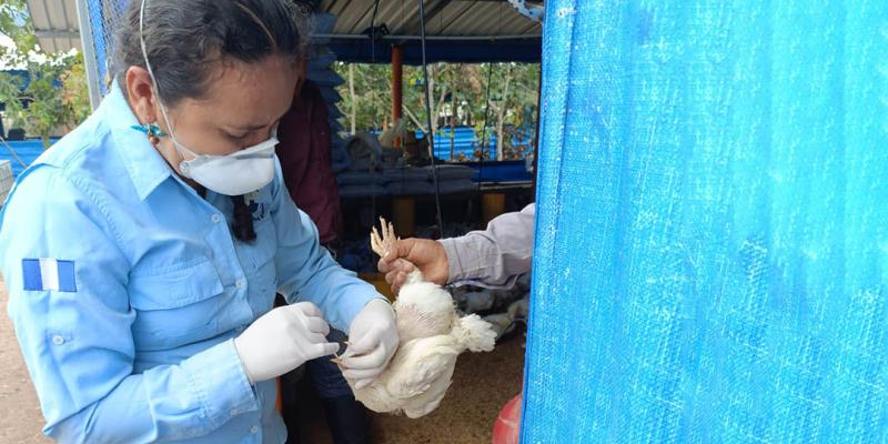 Realizan jornada de vacunación para proteger aves de traspatio en Escuintla